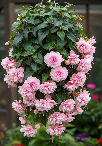 Elegant Climbing Rose Flower Seeds