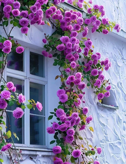 Elegant Climbing Rose Flower Seeds