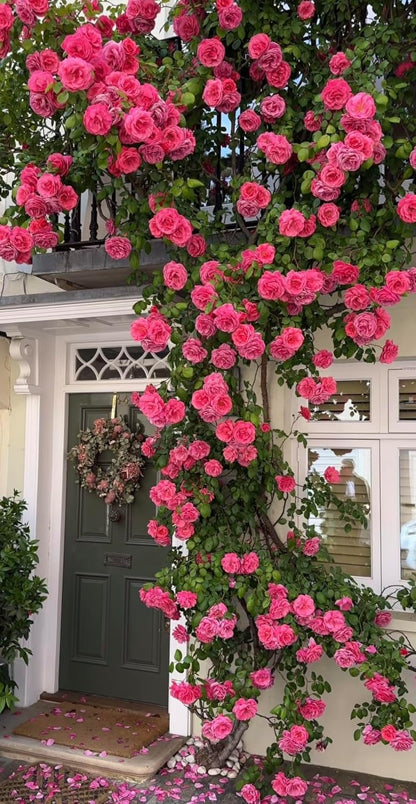 Elegant Climbing Rose Flower Seeds
