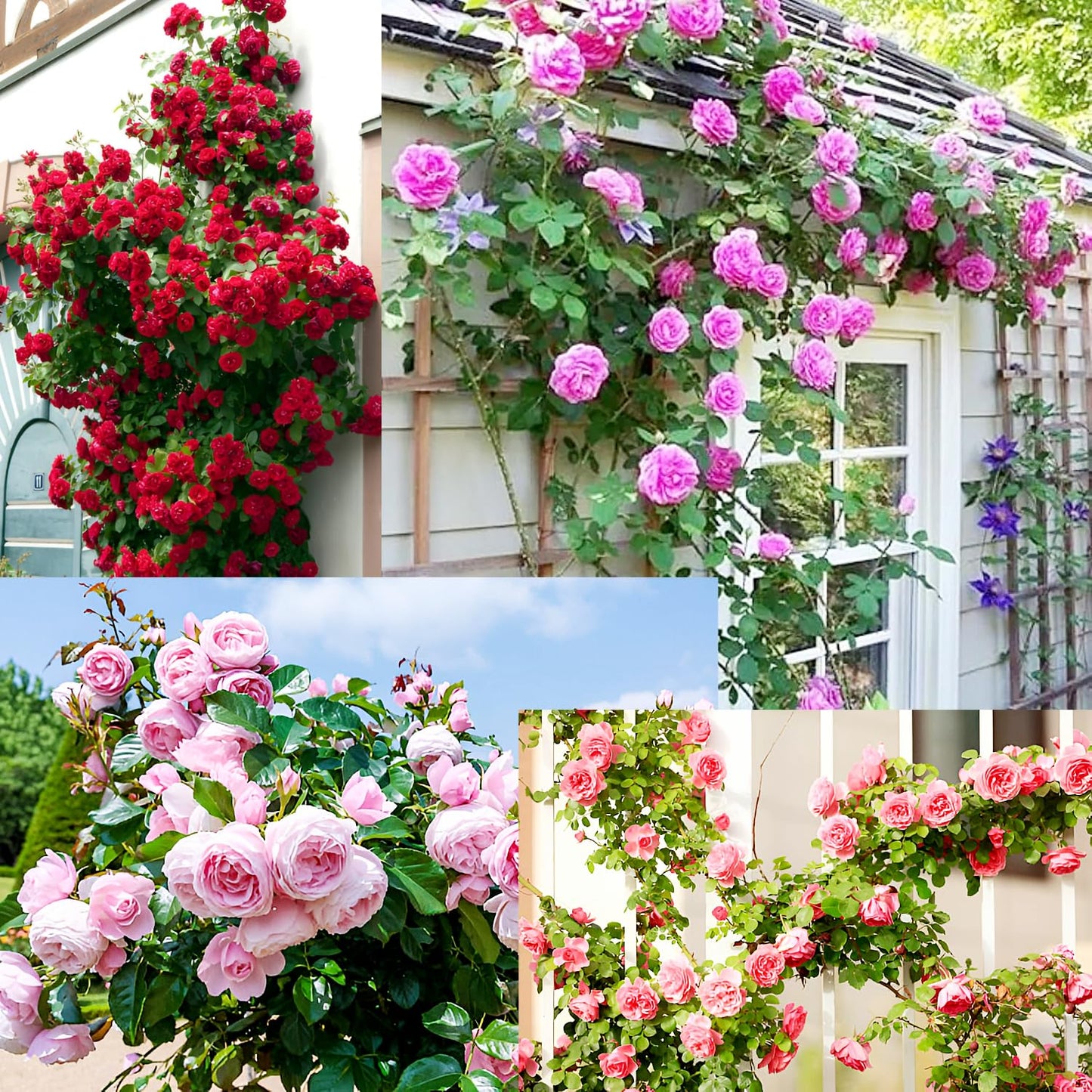 Elegant Climbing Rose Flower Seeds