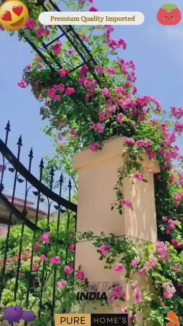 Elegant Climbing Rose Flower Seeds